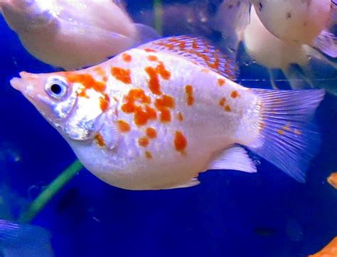 天鵝魚兇|金魚&水族快訊Goldfish & Aquarium Messages: 天鵝魚(Poecilia。